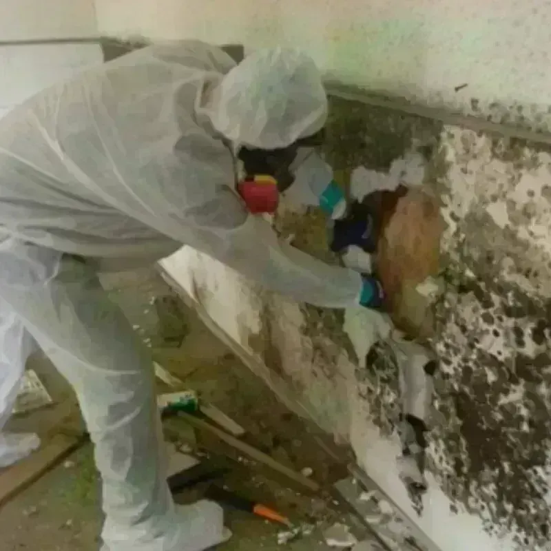 Mold Remediation and Removal in Newton County, AR